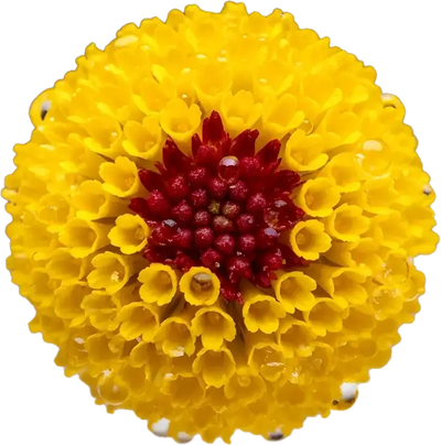 Extract de Acmella Oleracea