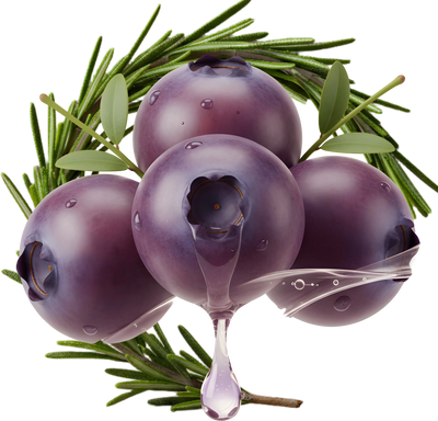 Extract din Fruct de Afin & Rozmarin